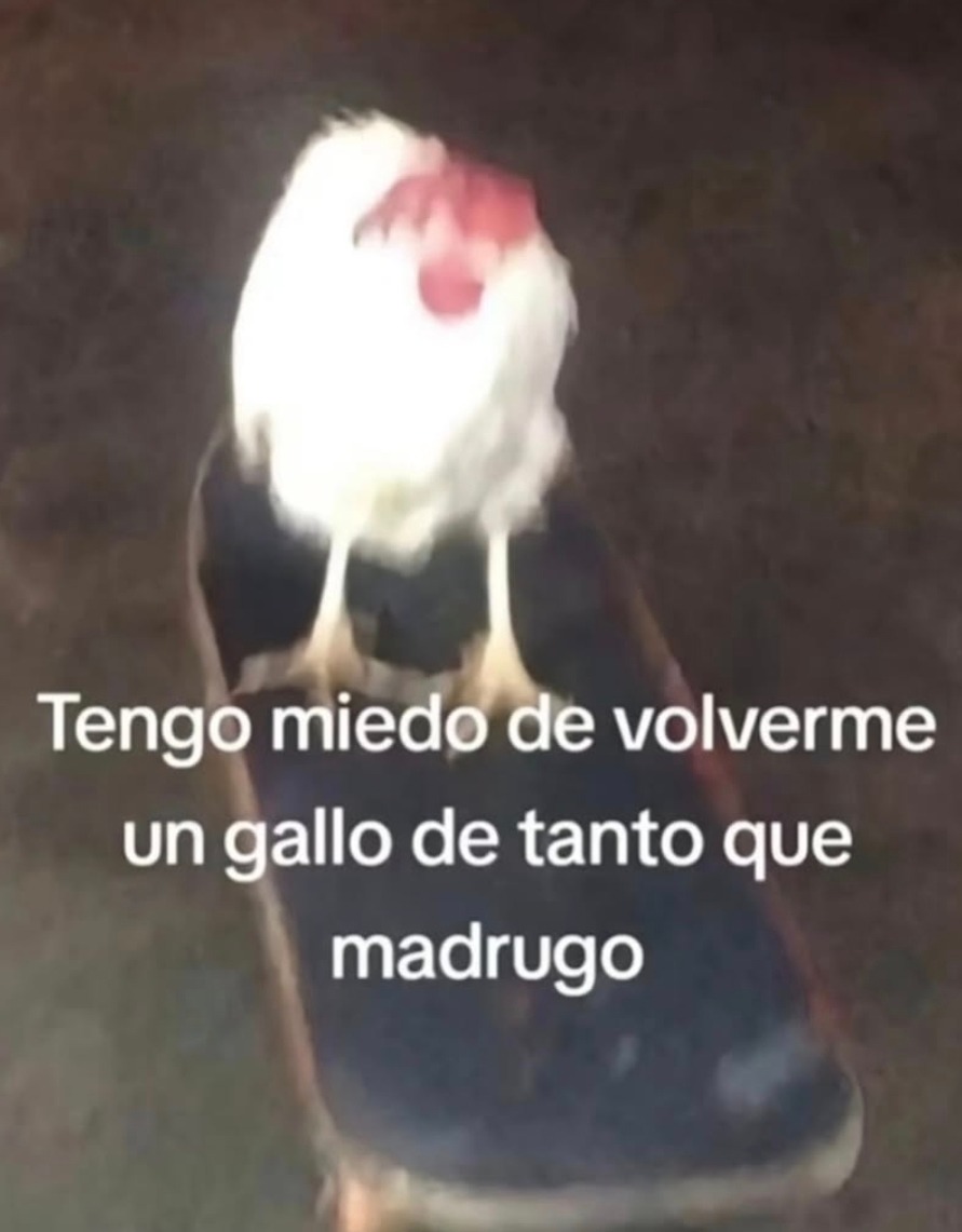 Tengo miedo de volverme un gallo de tanto que madrugo