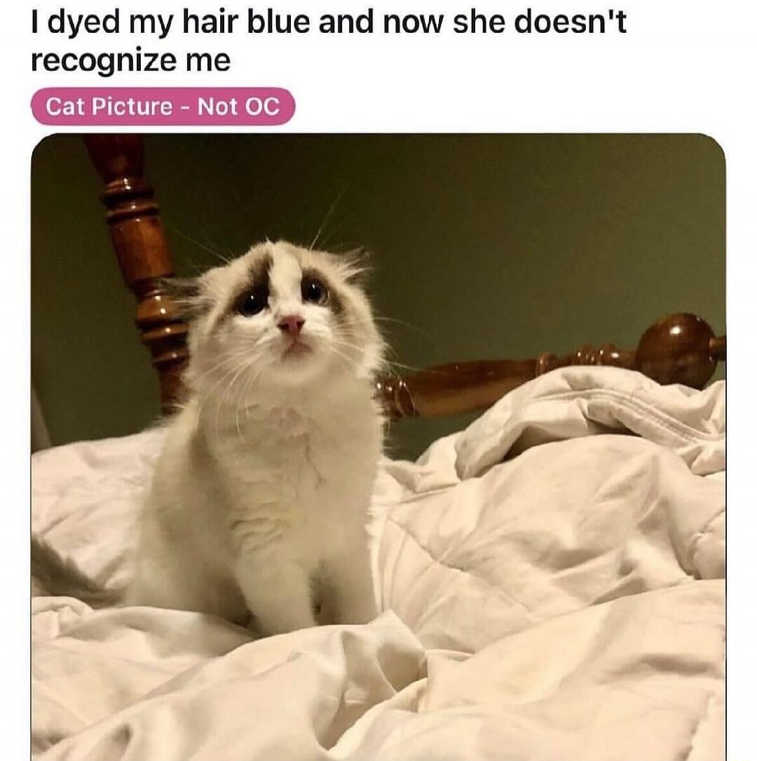 I dyed my hair blue and now she doesn't recognize me
Cat Picture - Not OC