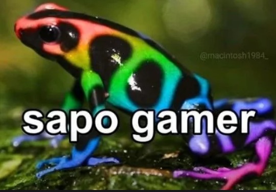 sapo gamer