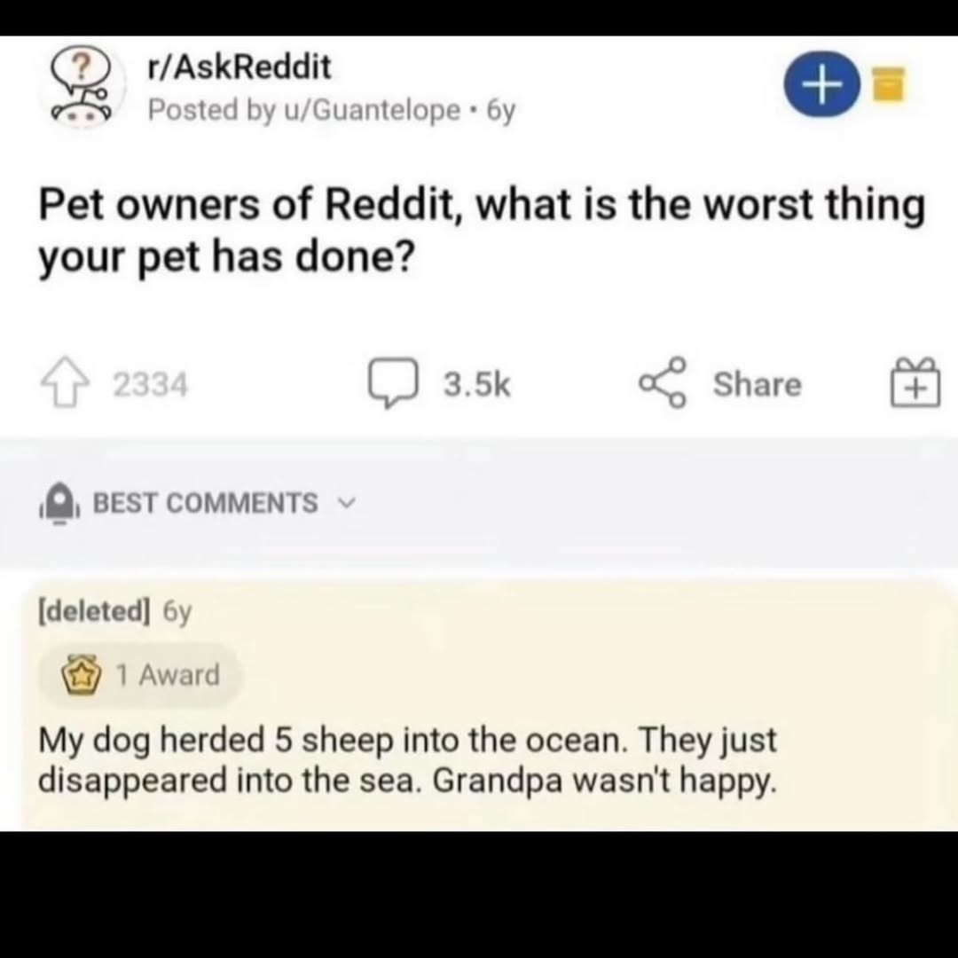 Pet owners of Reddit, what is the worst thing your pet has done? My dog herded 5 sheep into the ocean. They just disappeared into the sea. Grandpa wasn't happy.