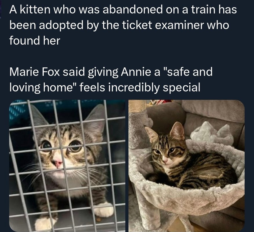 A kitten who was abandoned on a train has been adopted by the ticket examiner who found her
Marie Fox said giving Annie a 