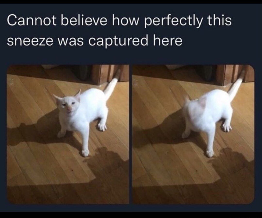 Cannot believe how perfectly this sneeze was captured here
Session ID: 9720.