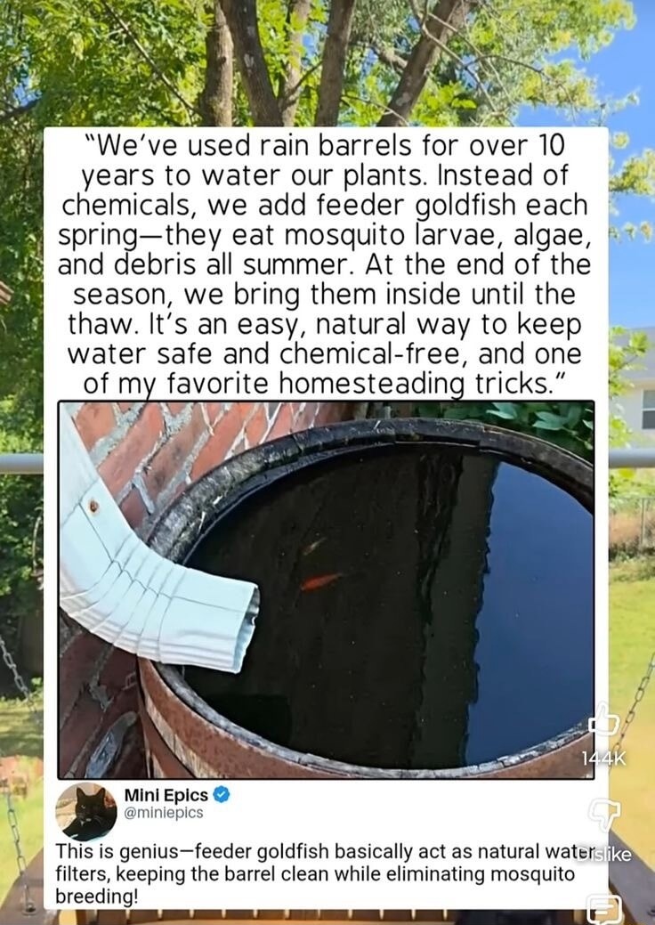 We've used rain barrels for over 10 years to water our plants. Instead of chemicals, we add feeder goldfish each spring—they eat mosquito larvae, algae, and debris all summer. At the end of the season, we bring them inside until the thaw. It's an easy, natural way to keep water safe and chemical-free, and one of my favorite homesteading tricks. 

T