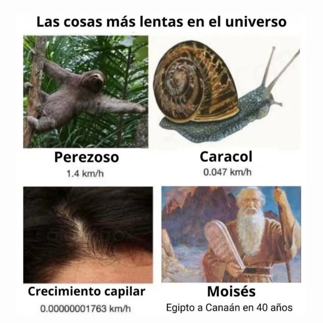 Las cosas más lentas en el universo
Perezoso 1.4 km/h
Caracol 0.047 km/h
Crecimiento capilar 0.0000001763 km/h
Moisés Egipto a Canaán en 40 años