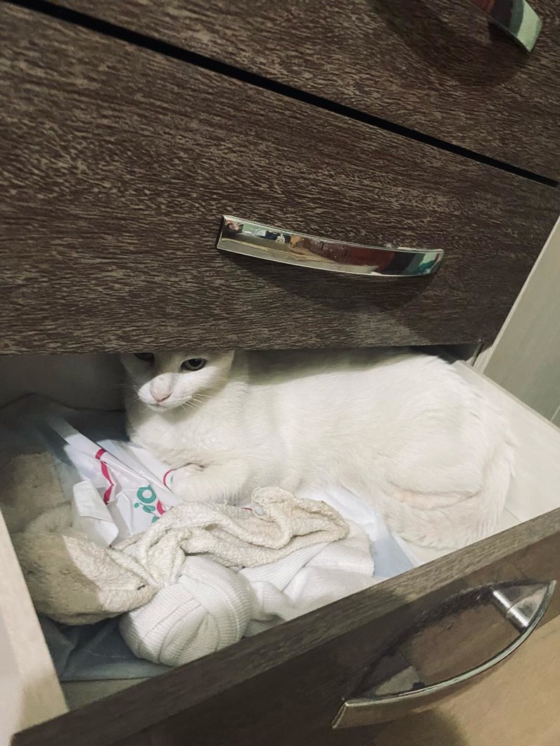 Gato blanco escondido dentro de un cajón de una cómoda, entre toallas y paños.