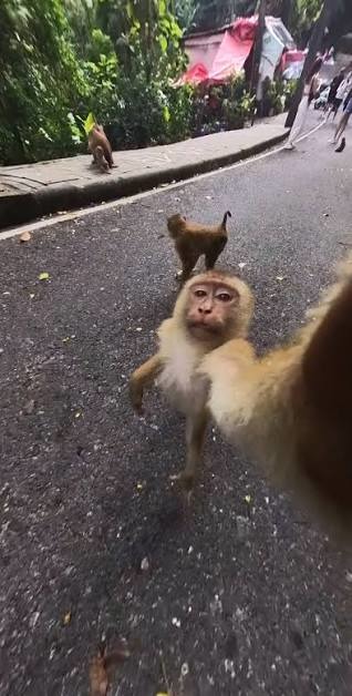 Un mono parece tomarse un selfie en la calle