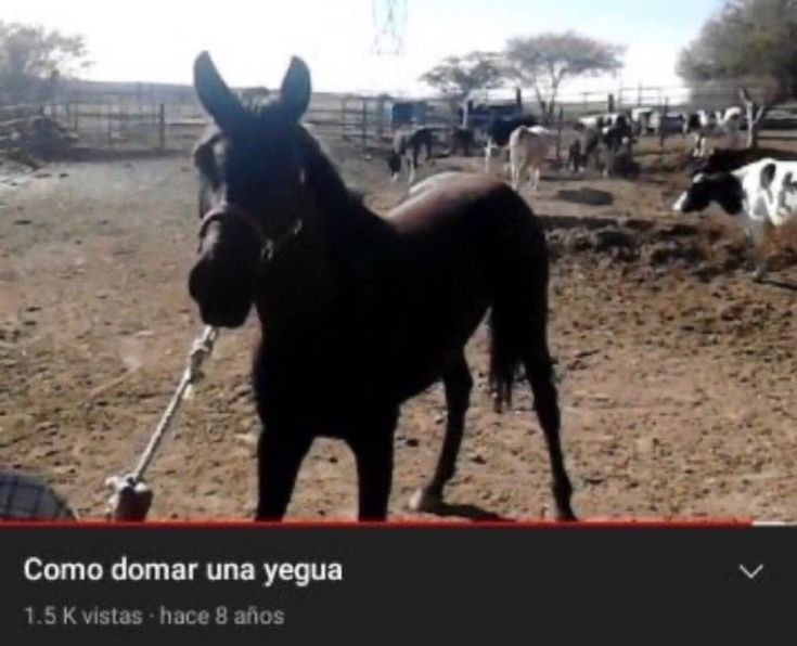 Como domar una yegua