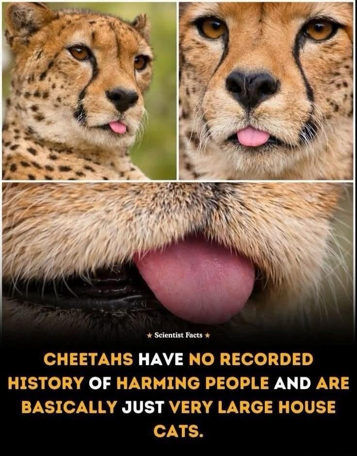 CHEETAHS HAVE NO RECORDED HISTORY OF HARMING PEOPLE AND ARE BASICALLY JUST VERY LARGE HOUSE CATS.