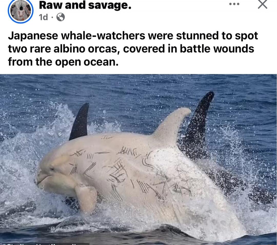 Japanese whale-watchers were stunned to spot two rare albino orcas, covered in battle wounds from the open ocean.