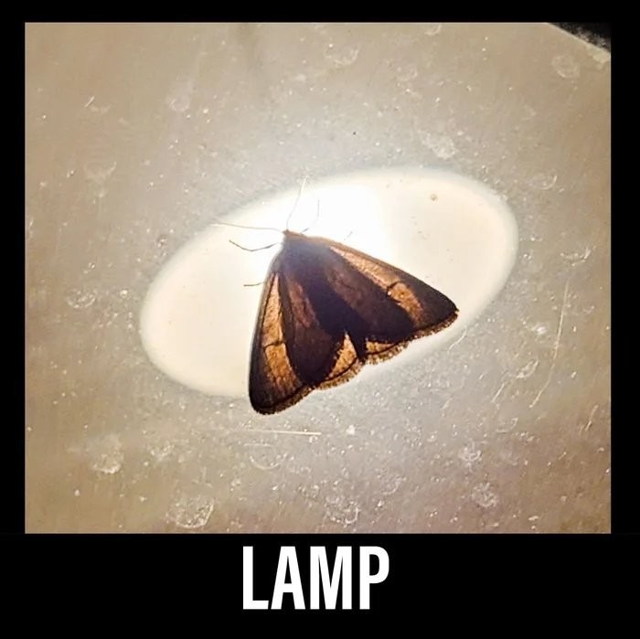 LAMP