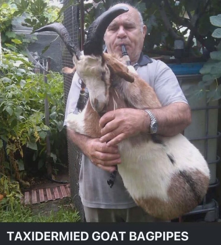 TAXIDERMIED GOAT BAGPIPES