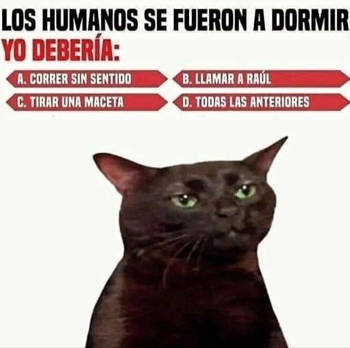 LOS HUMANOS SE FUERON A DORMIR YO DEBERÍA: A. CORRER SIN SENTIDO B. LLAMAR A RAÚL C. TIRAR UNA MACETA D. TODAS LAS ANTERIORES