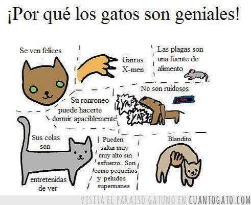 ¡Por qué los gatos son geniales!
Se ven felices
Garras X-men
Las plagas son una fuente de alimento
No son ruidosos
Su ronroneo puede hacerte dormir apaciblemente
Sus colas son entretenidas de ver
Pueden saltar muy alto sin esfuerzo. Son como pequeños y peludos supermanes
Blando