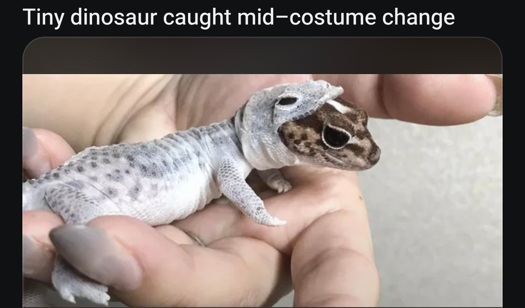 Tiny dinosaur caught mid-costume change