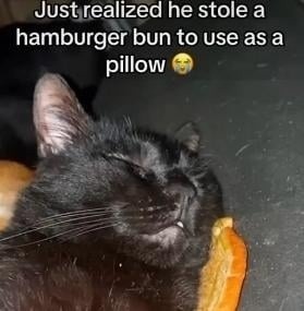 Just realized he stole a hamburger bun to use as a pillow 🤤