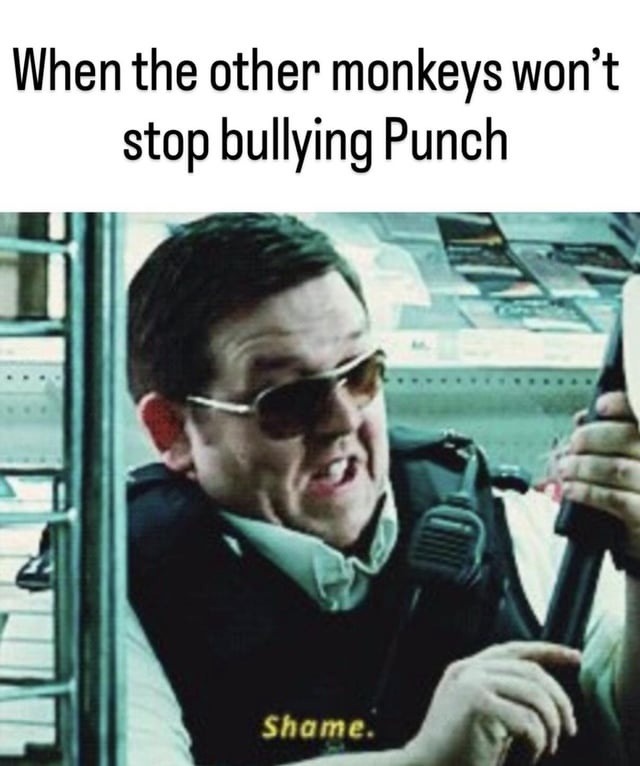When the other monkeys won’t stop bullying Punch
Shame.
