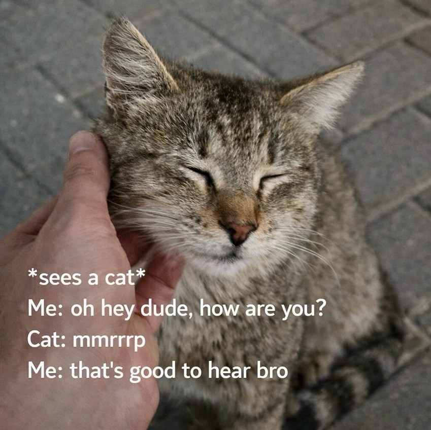 *sees a cat*
Me: oh hey dude, how are you?
Cat: mmrrrp
Me: that's good to hear bro