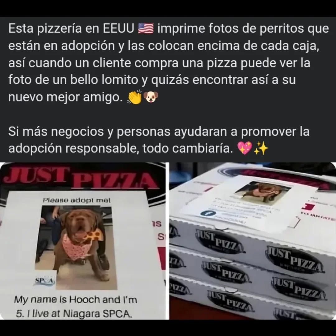 Esta pizzería en EEUU imprime fotos de perritos que están en adopción y las colocan encima de cada caja, así cuando un cliente compra una pizza puede ver la foto de un bello lomito y quizá encontrar así a su nuevo mejor amigo. 👏🐶 Si más negocios y personas ayudarán a promover la adopción responsable, todo cambiaría. 💖✨