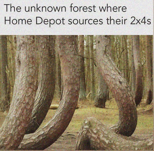 The unknown forest where Home Depot sources their 2x4s