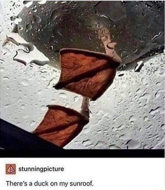 There's a duck on my sunroof.