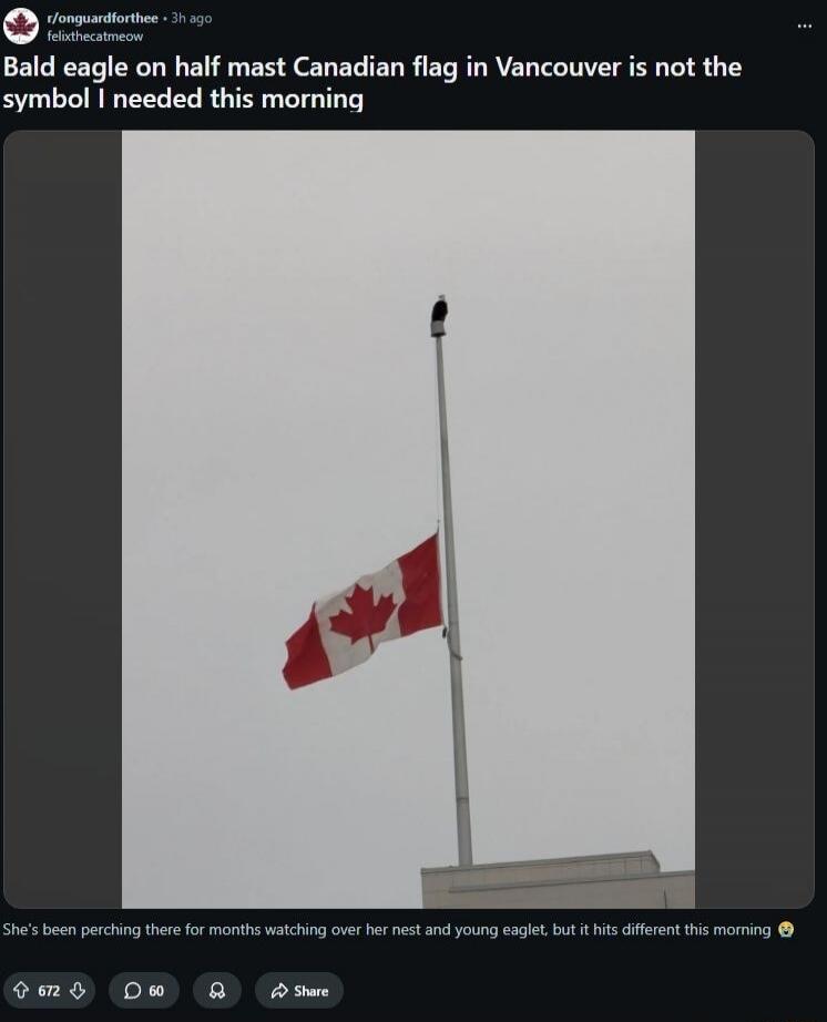 Bald eagle on half mast Canadian flag in Vancouver is not the symbol I needed this morning. She's been perched there for months watching over her nest and young eaglet, but it hits different this morning.