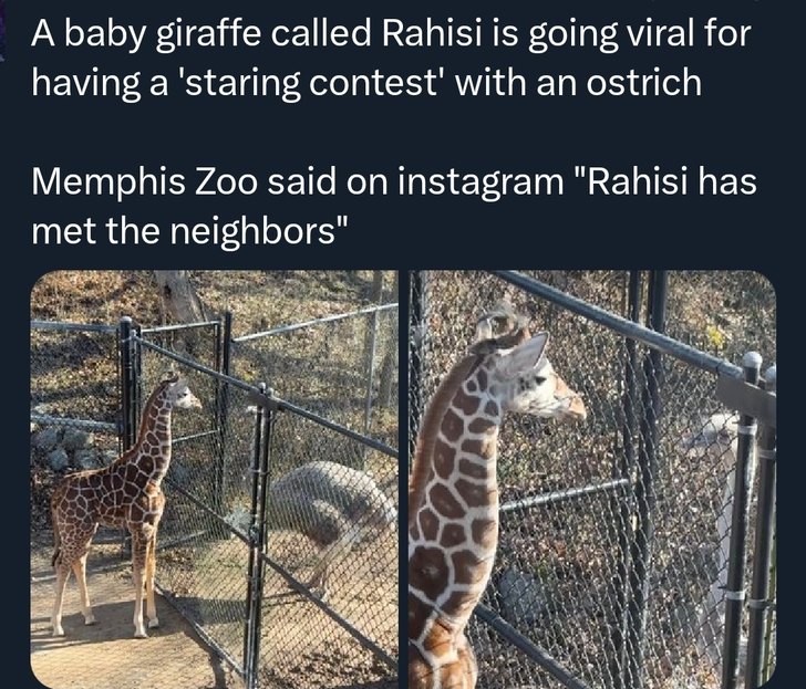 A baby giraffe called Rahisi is going viral for having a 'staring contest' with an ostrich Memphis Zoo said on instagram 