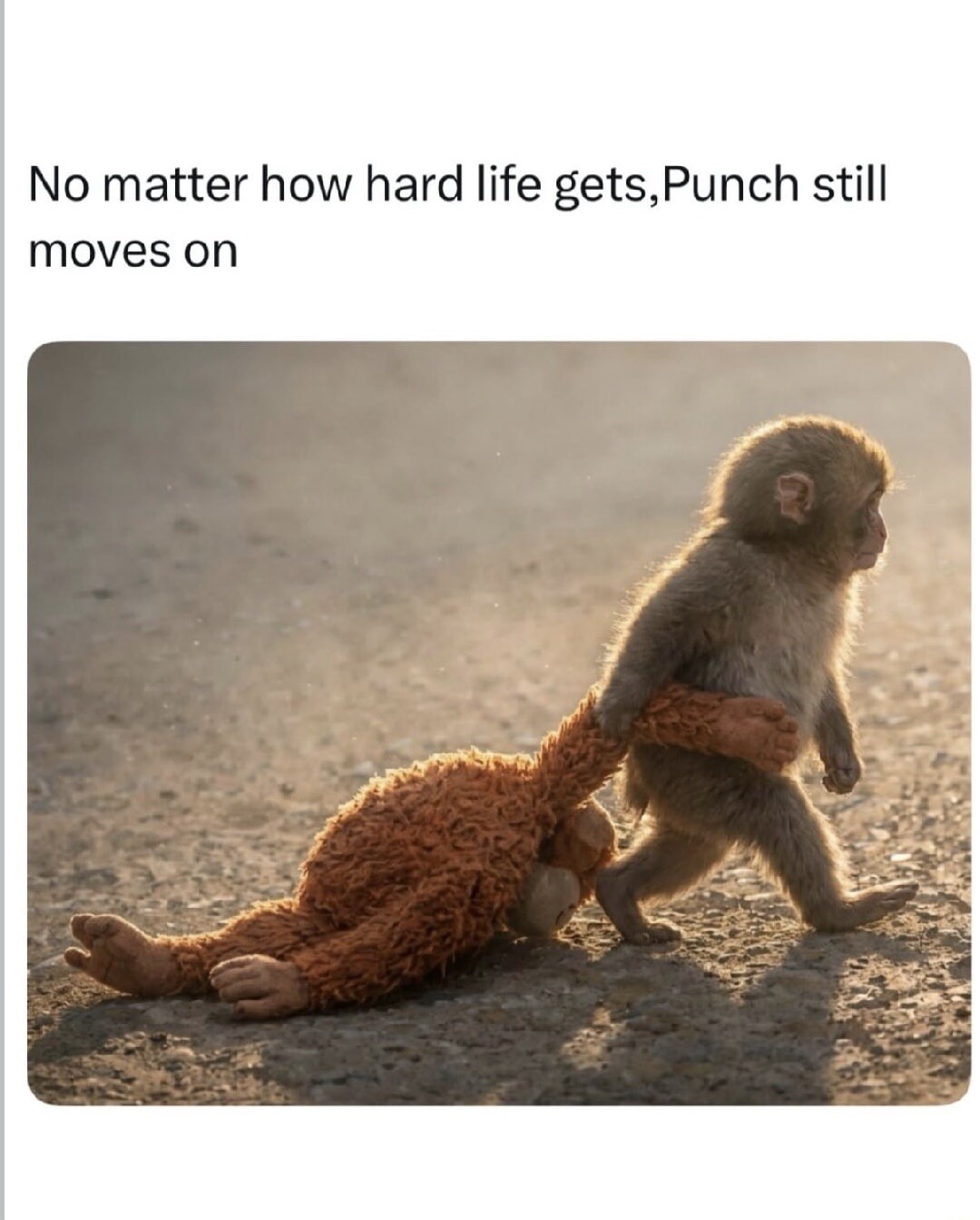 No matter how hard life gets,Punch still moves on