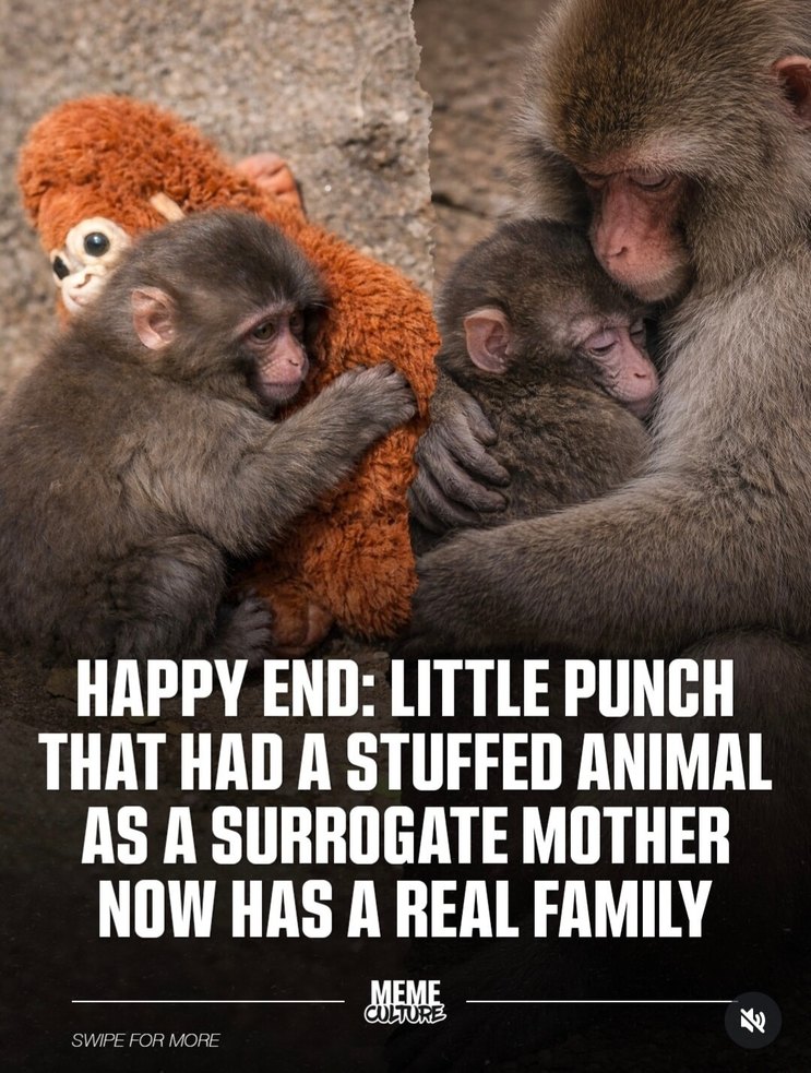 HAPPY END: LITTLE PUNCH THAT HAD A STUFFED ANIMAL AS A SURROGATE MOTHER NOW HAS A REAL FAMILY