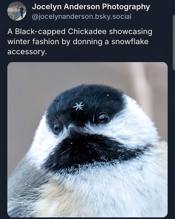 A Black-capped Chickadee showcasing winter fashion by donning a snowflake accessory.