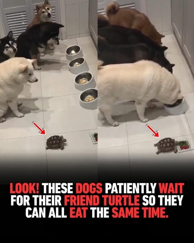 LOOK! THESE DOGS PATIENTLY WAIT FOR THEIR FRIEND TURTLE SO THEY CAN ALL EAT THE SAME TIME.
