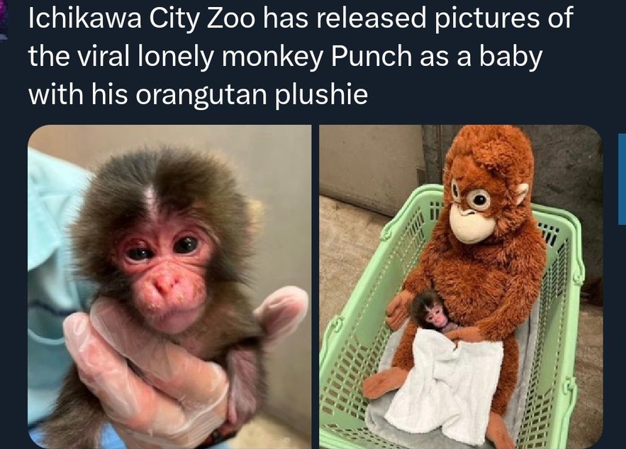 Ichikawa City Zoo has released pictures of the viral lonely monkey Punch as a baby with his orangutan plushie
