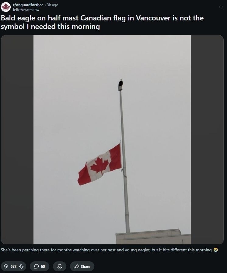 Bald eagle on half mast Canadian flag in Vancouver is not the symbol I needed this morning
She's been perching there for months watching over her nest and young eaglet, but it hits different this morning