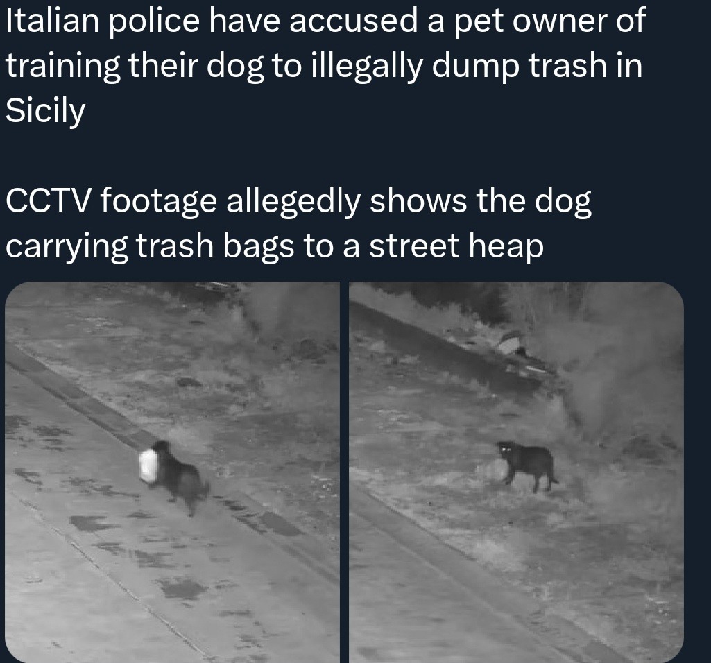 Italian police have accused a pet owner of training their dog to illegally dump trash in Sicily
CCTV footage allegedly shows the dog carrying trash bags to a street heap