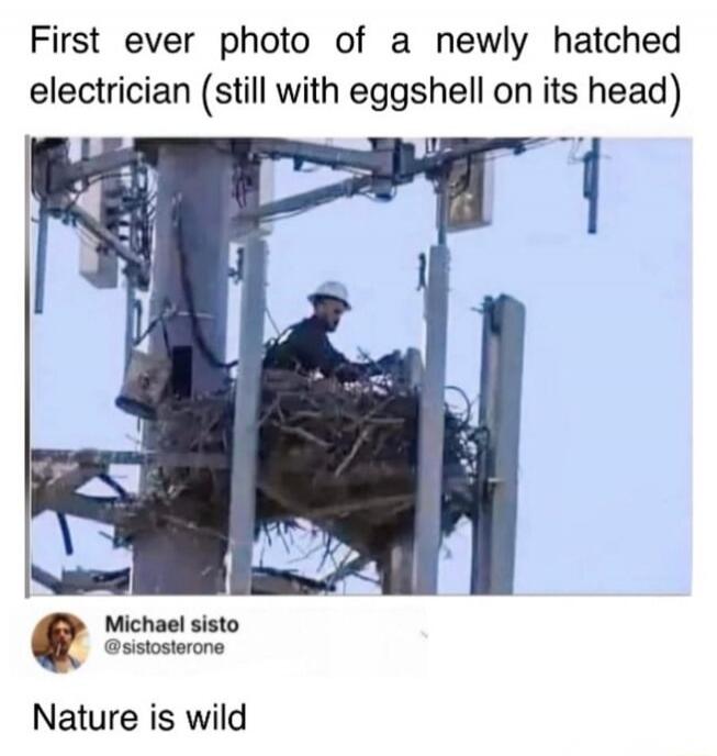 First ever photo of a newly hatched electrician (still with eggshell on its head)

Nature is wild