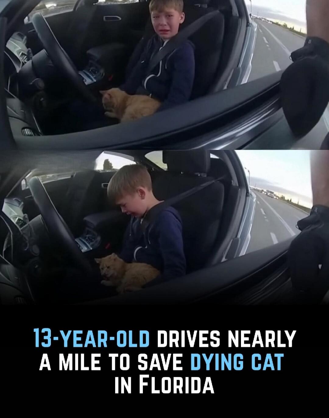 13-year-old drives nearly a mile to save dying cat in Florida