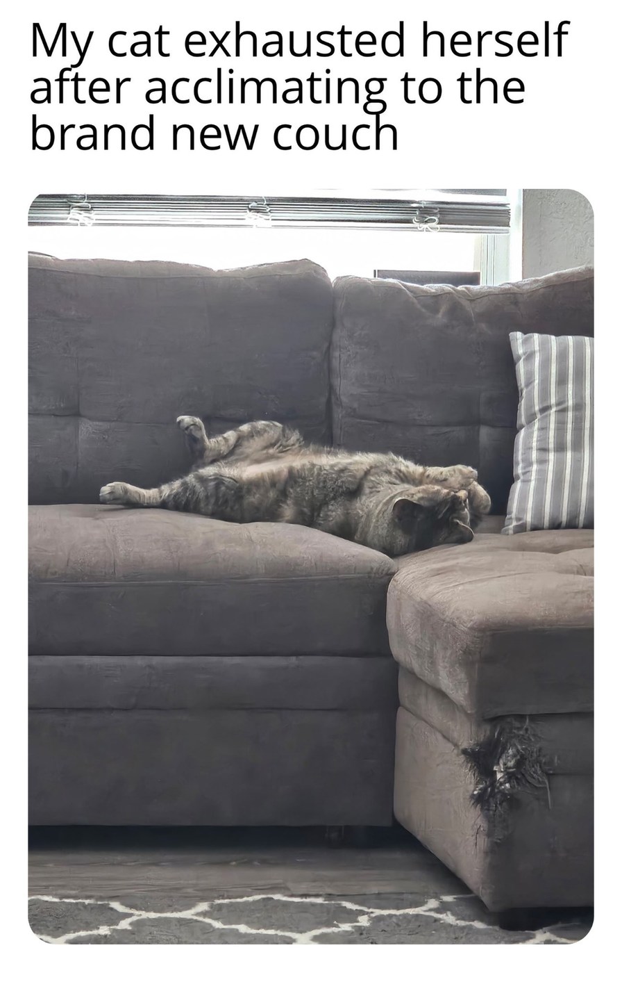 My cat exhausted herself after acclimating to the brand new couch