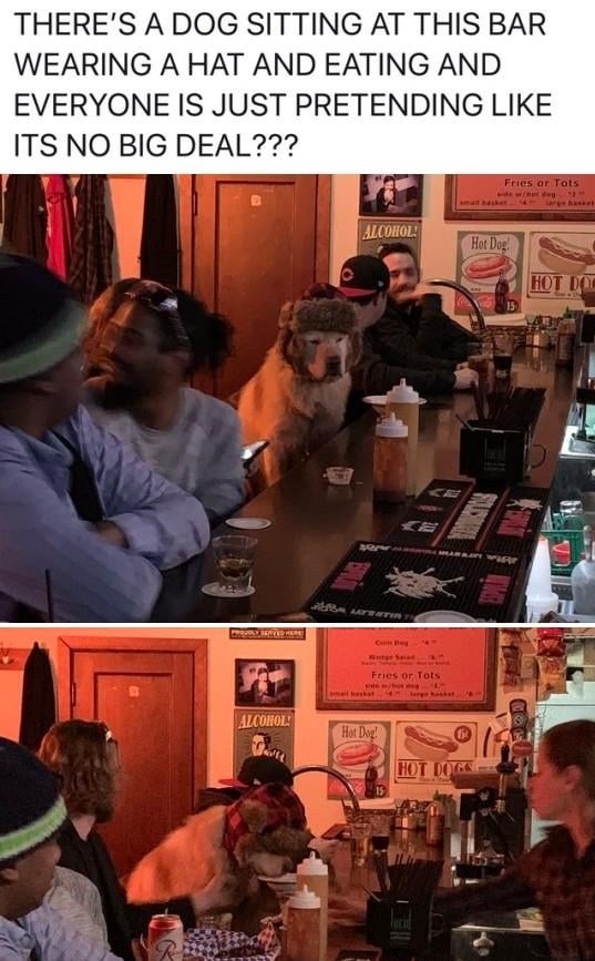 THERE'S A DOG SITTING AT THIS BAR WEARING A HAT AND EATING AND EVERYONE IS JUST PRETENDING LIKE ITS NO BIG DEAL???