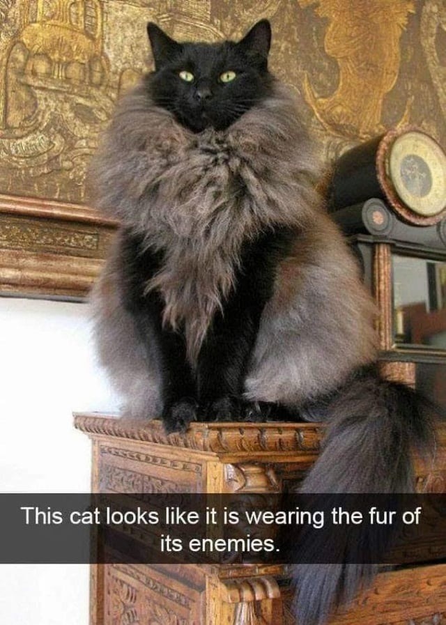 This cat looks like it is wearing the fur of its enemies.