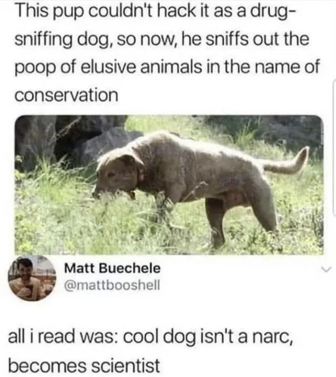 This pup couldn't hack it as a drug-sniffing dog, so now, he sniffs out the poop of elusive animals in the name of conservation

Matt Buechele
@mattbooshell

all i read was: cool dog isn't a narc, becomes scientist