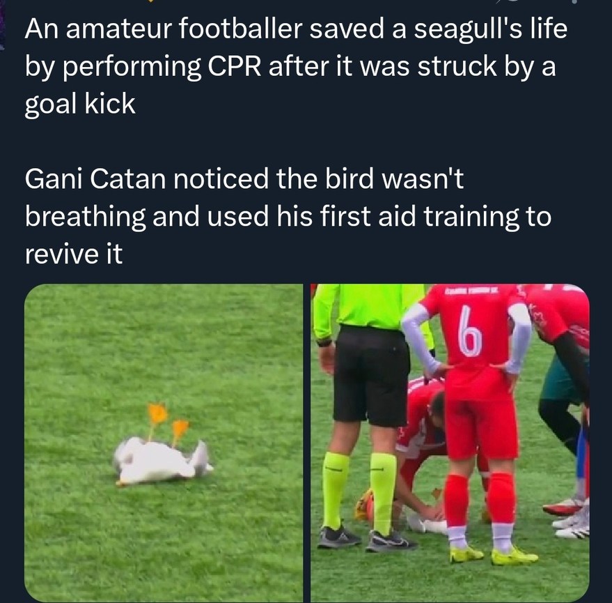 An amateur footballer saved a seagull's life by performing CPR after it was struck by a goal kick. Gani Catan noticed the bird wasn't breathing and used his first aid training to revive it