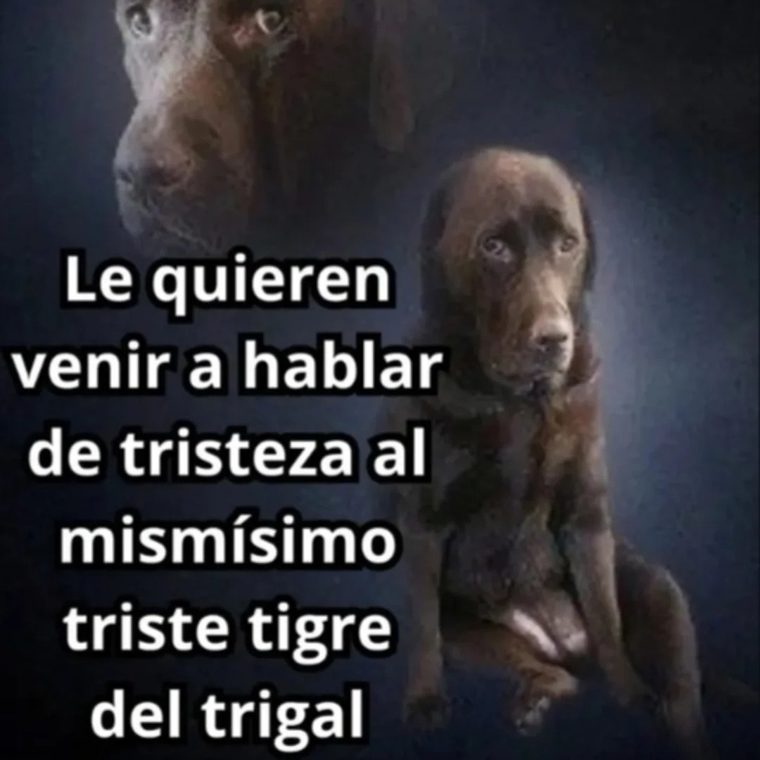 Le quieren venir a hablar de tristeza al mismísimo triste tigre del trigal