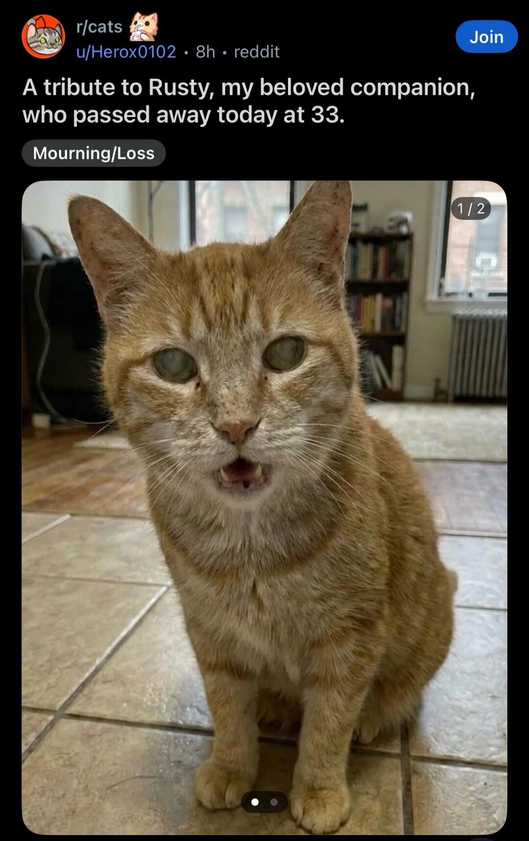 A tribute to Rusty, my beloved companion, who passed away today at 33.