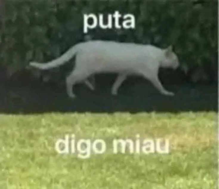 puta
digo miaú