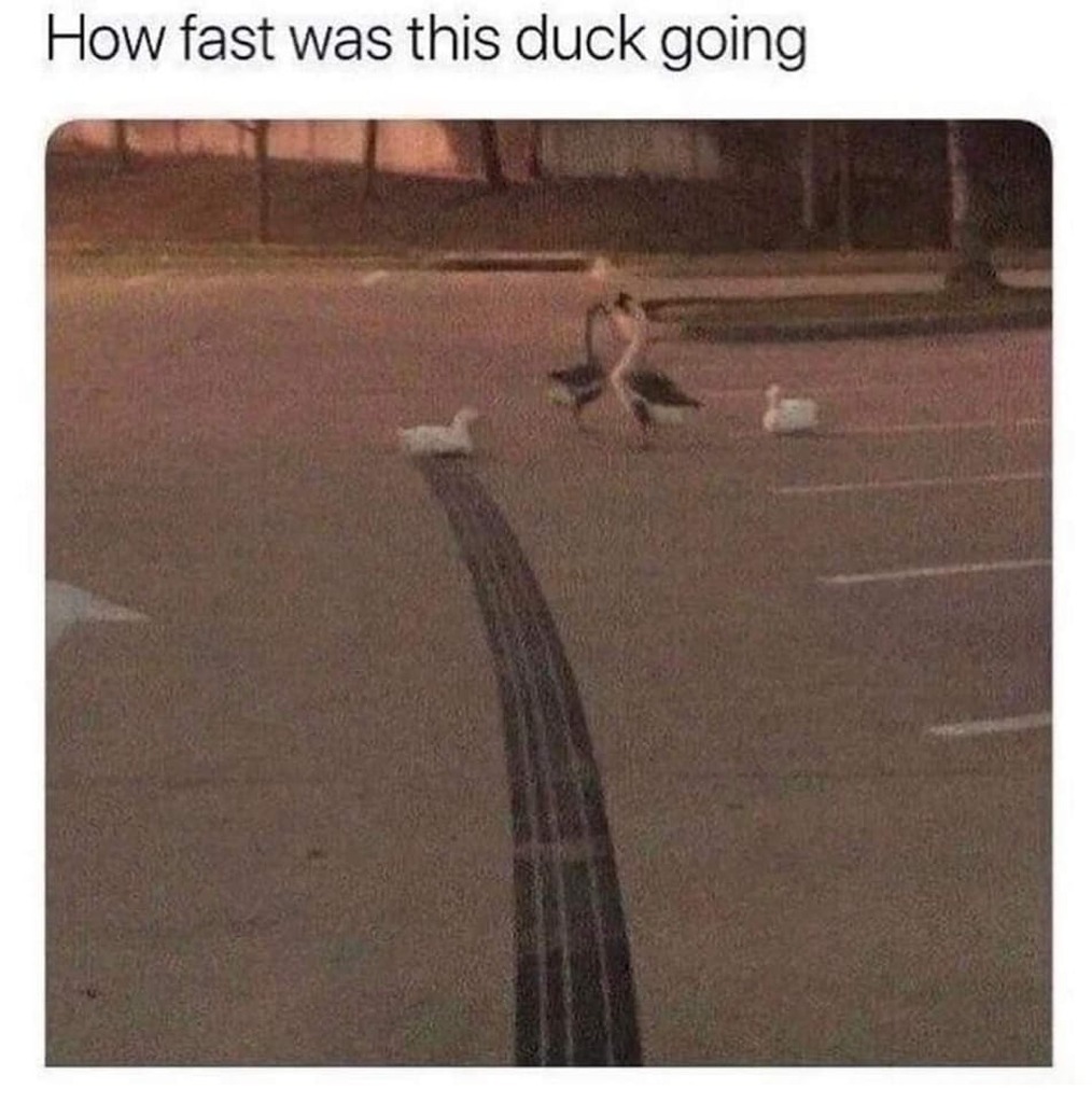 How fast was this duck going