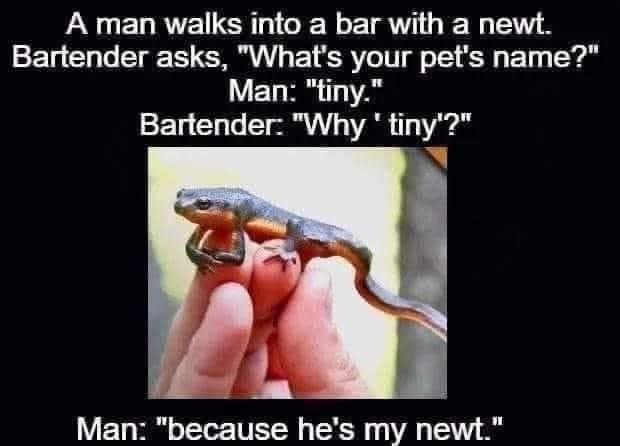 A man walks into a bar with a newt. Bartender asks, 