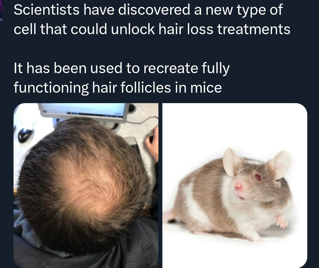 Scientists have discovered a new type of cell that could unlock hair loss treatments It has been used to recreate fully functioning hair follicles in mice