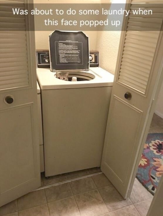 Was about to do some laundry when this face popped up