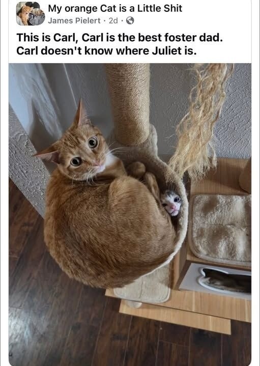 My orange Cat is a Little Shit
This is Carl, Carl is the best foster dad. Carl doesn't know where Juliet is.