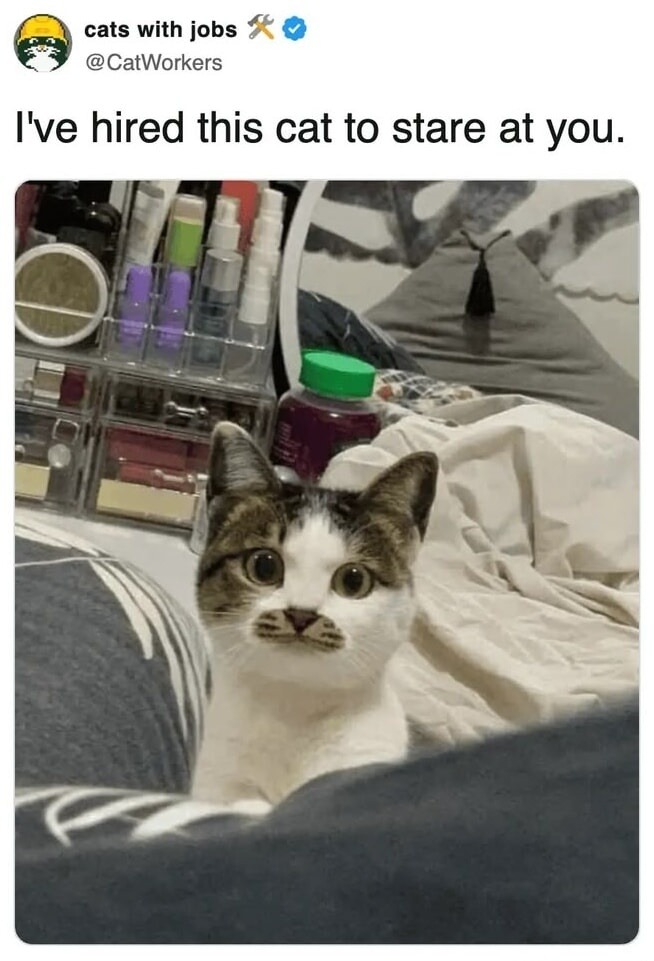 I've hired this cat to stare at you.