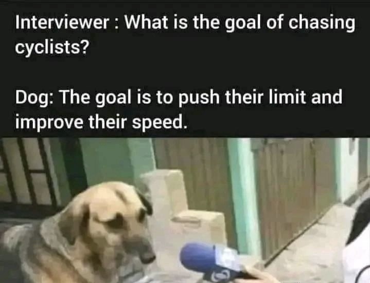 Interviewer: What is the goal of chasing cyclists? Dog: The goal is to push their limit and improve their speed.